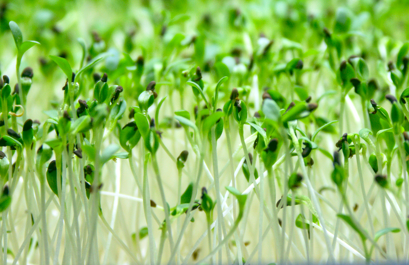 prods/alfalfa.jpg