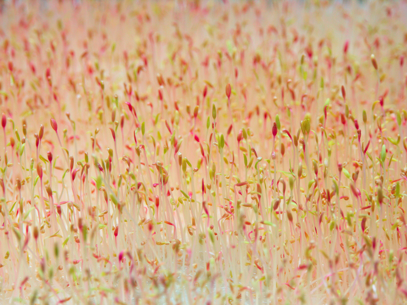 prods/amaranth.jpg