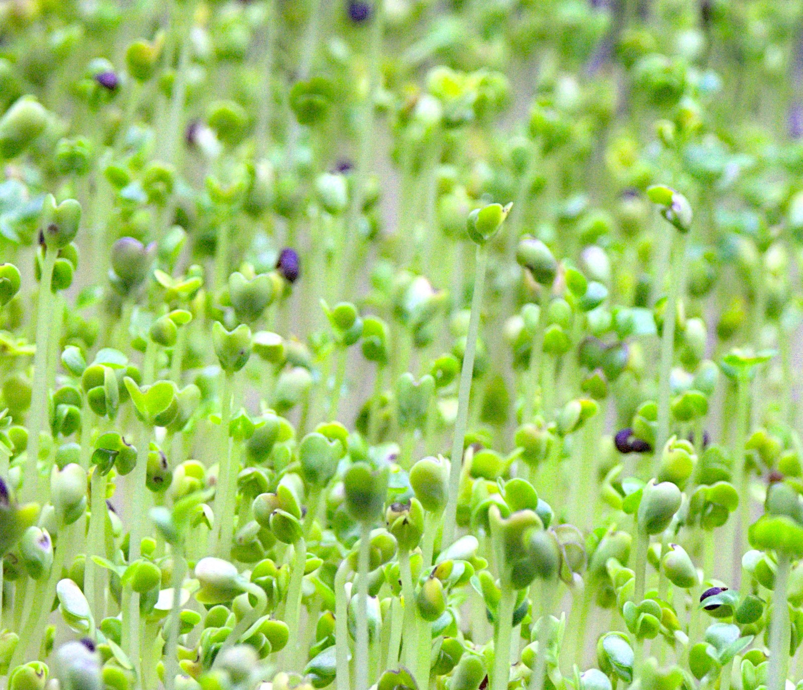 prods/broccoli.jpg